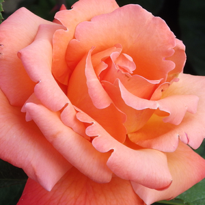 Naranča - Ruža - Christophe Colomb® - 